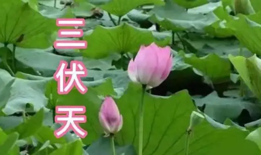 连续十天晒背30分钟能祛湿吗