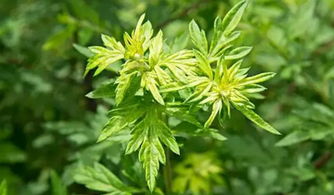 新娘床上放艾草寓意什么