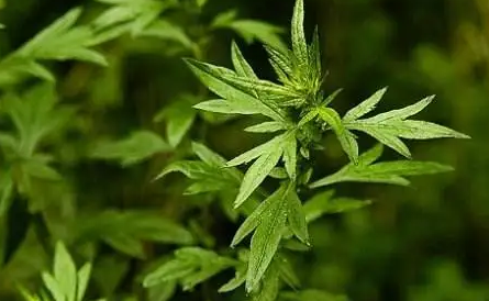 新娘床上放艾草寓意什么