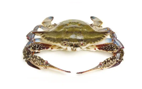 梭子蟹几月份最便宜