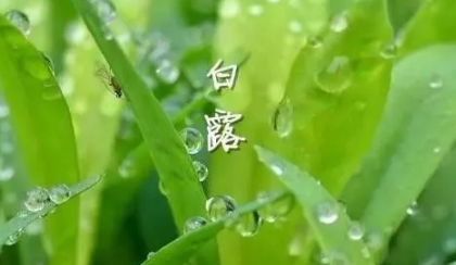 白露节气吃什么养生