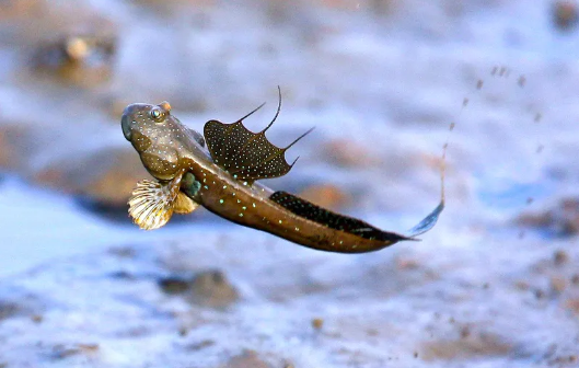 跳跳鱼的功效与作用