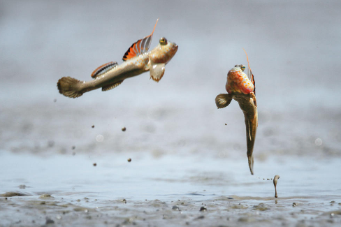 跳跳鱼的功效与作用