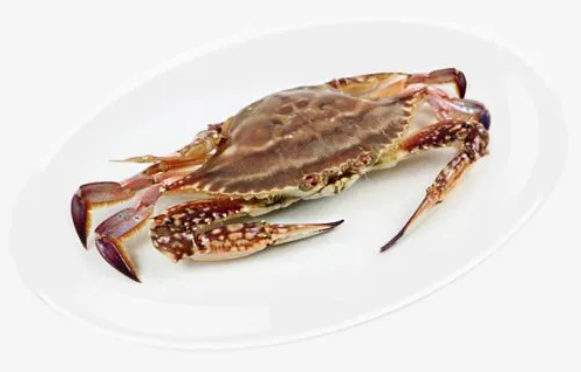 梭子蟹大的贵还是小的贵