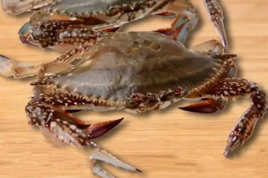 梭子蟹在运输过程中死了还能吃吗