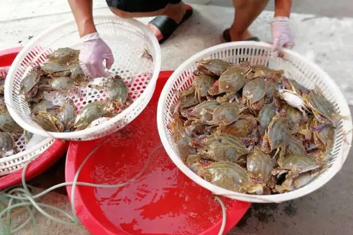 梭子蟹在运输过程中死了还能吃吗