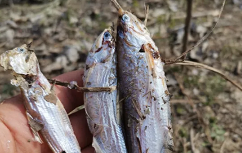 6000元一斤的长江刀鱼真的存在吗