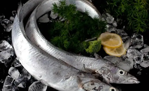 6000元一斤的长江刀鱼真的存在吗