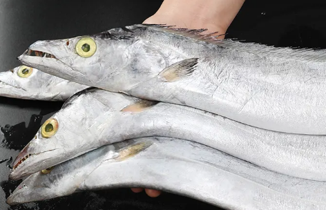 刀鱼是淡水鱼还是海鱼