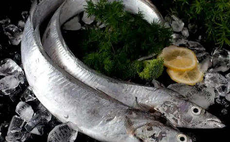 刀鱼是淡水鱼还是海鱼