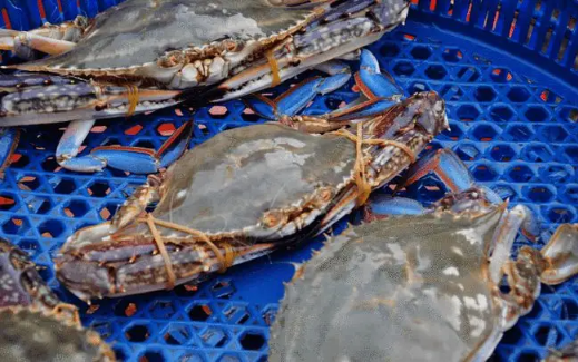 坐飞机可以带梭子蟹吗