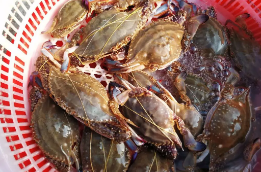 坐飞机可以带梭子蟹吗