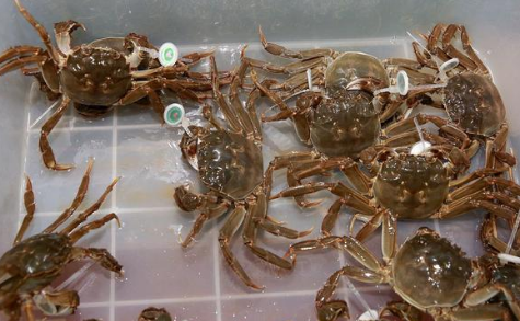 过水蟹到底是啥