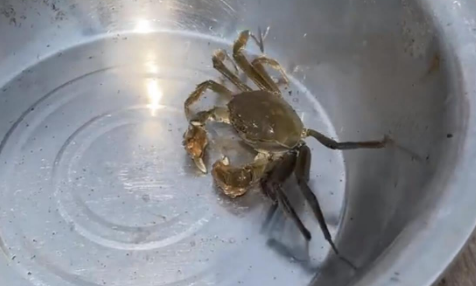 过水蟹到底是啥