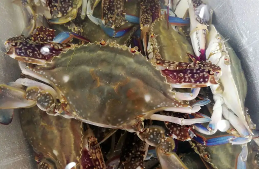 梭子蟹买多大的合适