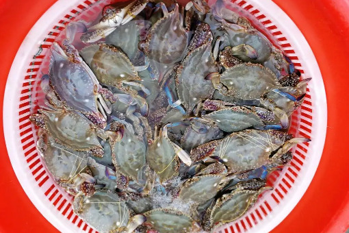 昨天买的梭子蟹今天不动了能吃吗