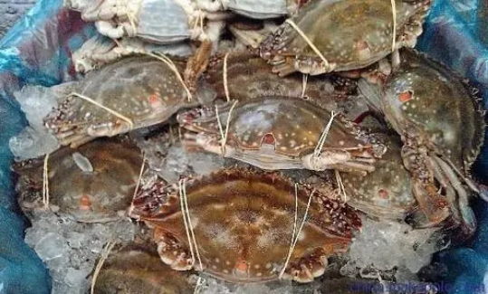 梭子蟹为什么有柴油味