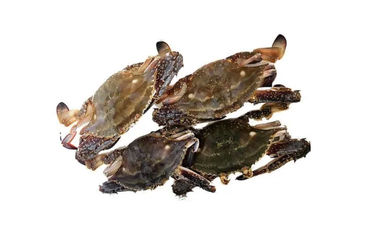 梭子蟹为什么有柴油味