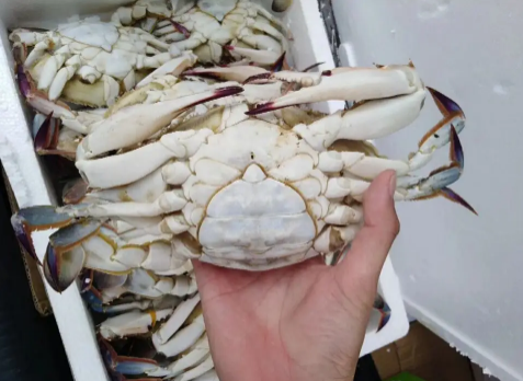 梭子蟹二母蟹和母蟹哪个好吃