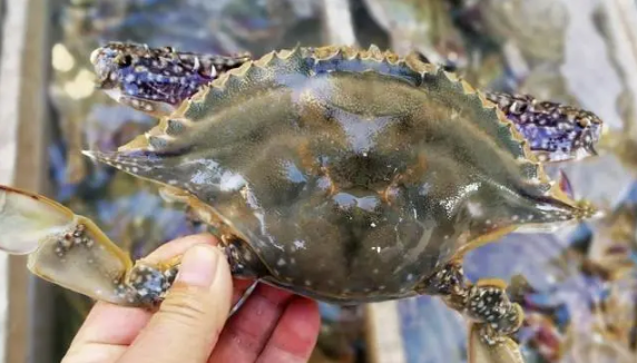 吃了死梭子蟹怎么办