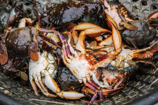 吃了死梭子蟹怎么办