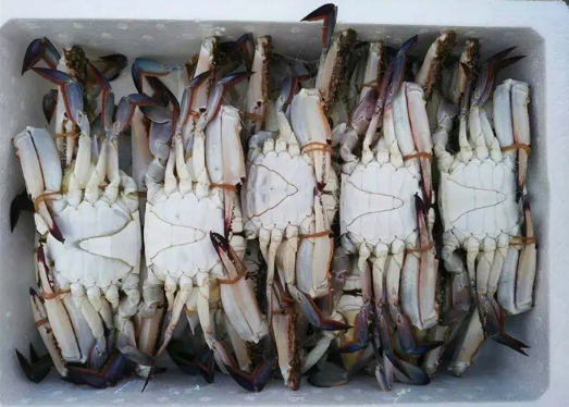 梭子蟹刚死放明天吃行吗