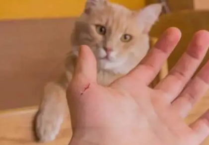 被猫抓了一下轻微破皮要打针吗