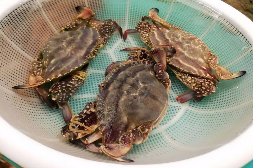 梭子蟹青壳还是黄壳好