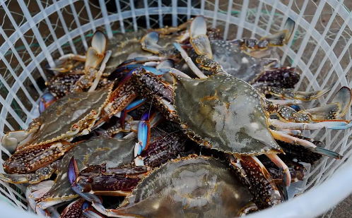 梭子蟹什么颜色是肥的