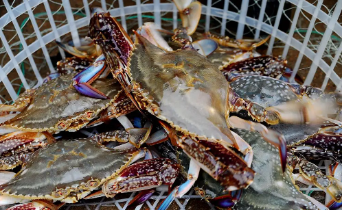 梭子蟹的蟹黄在哪里