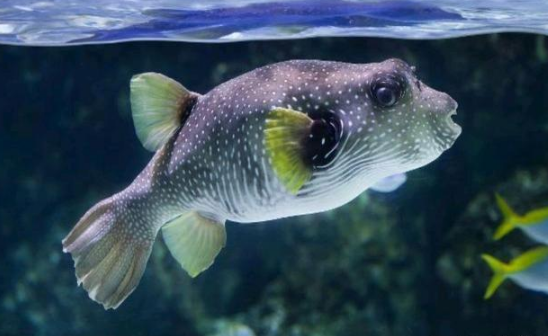 河豚哪里有毒最多最强