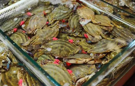 冻梭子蟹怎么分辨坏没坏