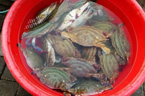 网上买梭子蟹为什么都是冷冻的