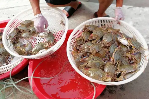 网购梭子蟹品质有保证吗