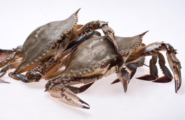 网购梭子蟹品质有保证吗