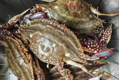 梭子蟹杀好了放冰箱明天烧可以吗