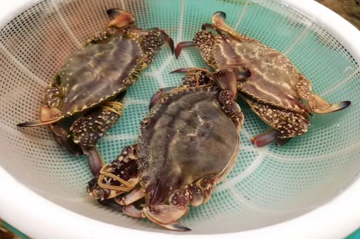 梭子蟹杀好了放冰箱明天烧可以吗