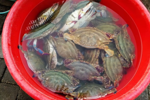 梭子蟹杀好后放到下午吃可不可以