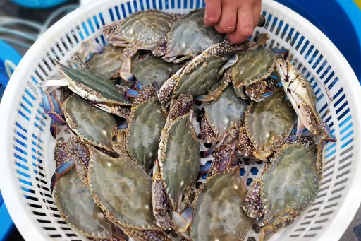 梭子蟹杀好后放到下午吃可不可以