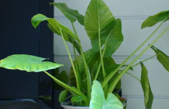 客厅养滴水观音好不好