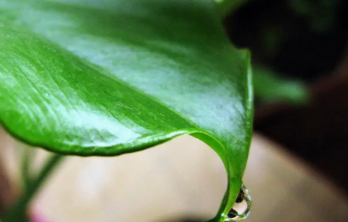 有小孩家庭适合放滴水观音吗