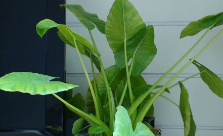 家里养滴水观音吉祥吗