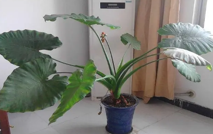 家里养滴水观音吉祥吗