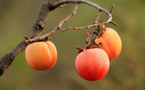 柿子和螃蟹间隔两小时可以吃吗