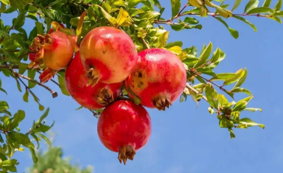 石榴外皮发霉里面好的能吃吗