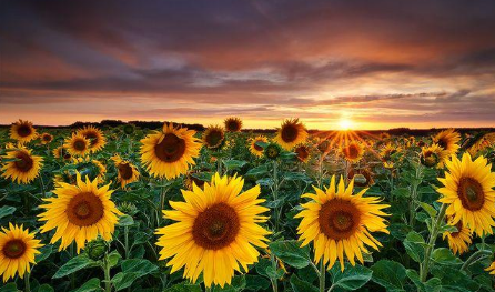 向日葵是不是阳气最重的花