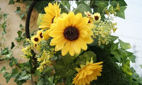 向日葵是不是阳气最重的花