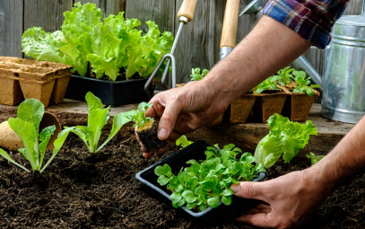 2023春节过后能种什么菜