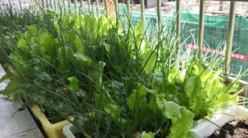 2023春节过后能种什么菜