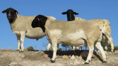 羊了个羊第二关过了第三关在哪